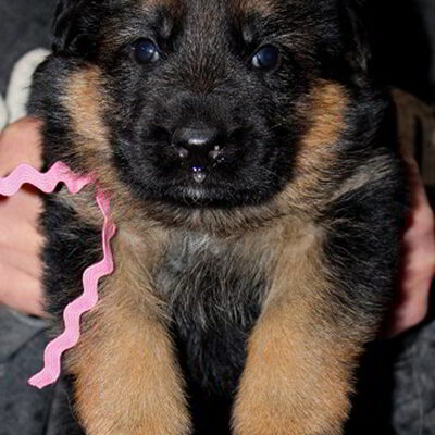 Breeing Female V1 Coco vom Mittelwest - Progeny 24