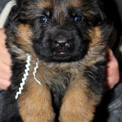 Breeing Female V1 Coco vom Mittelwest - Progeny 25