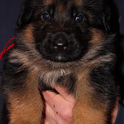Breeing Female V1 Coco vom Mittelwest - Progeny 27