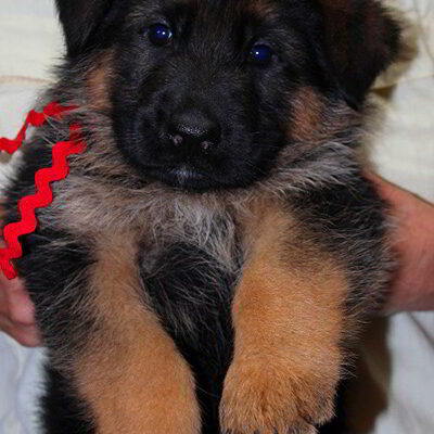 Breeing Female V1 Coco vom Mittelwest - Progeny 29