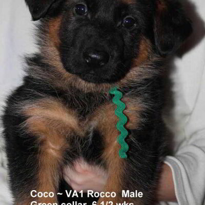 Breeing Female V1 Coco vom Mittelwest - Progeny 40