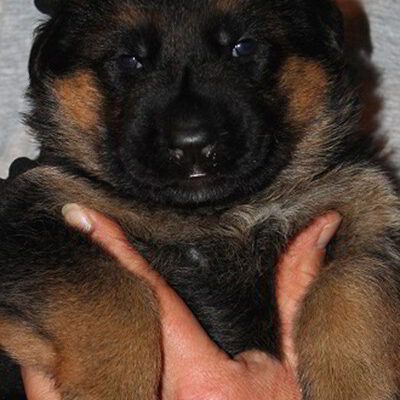 Breeing Female V1 Coco vom Mittelwest - Progeny 9