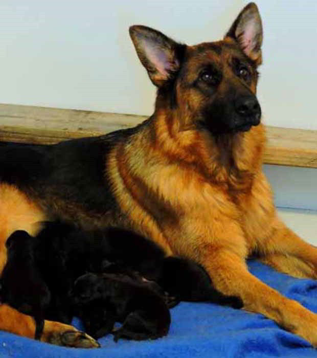 Breeding Female - V Danci vom Mittelwest 2
