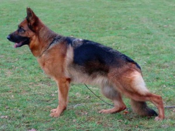 Retired Breeding Female - V1 Larah von Godalis 1