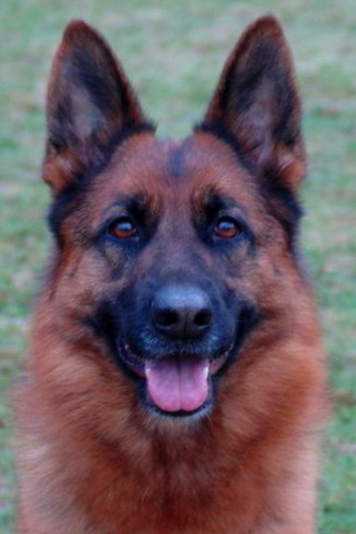 Retired Breeding Female - V1 Larah von Godalis 2