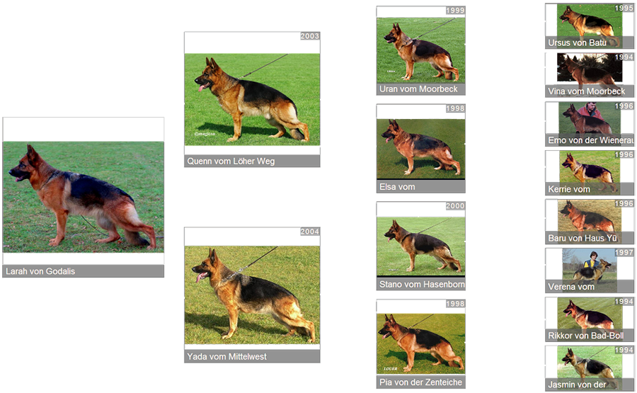 Breeding Female V1 Larah von Godalis - Pedigree