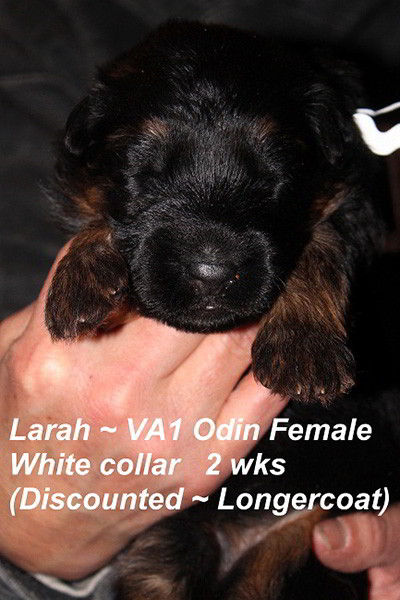 Breeing Female V1 Larah von Godalis - Progeny 20