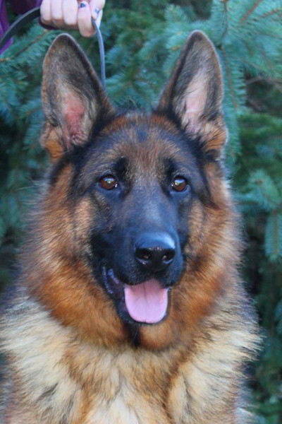 Breeding Female - V Quana vom Mittelwest 3