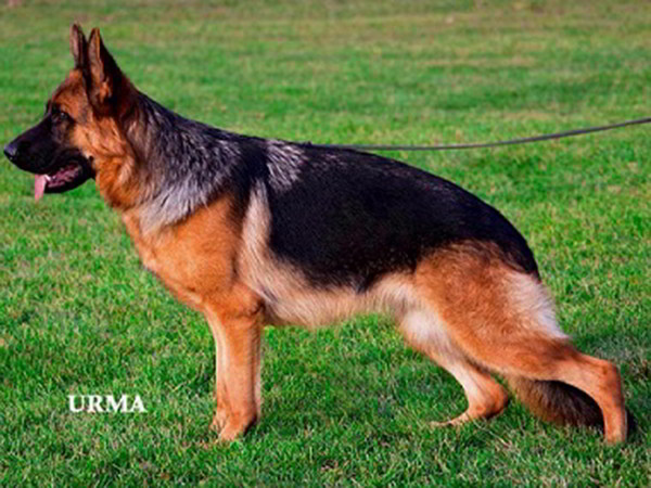Mittelwest's Retired Breeding Females - VA Tiara vom Mittelwest