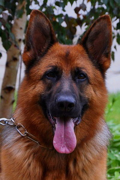 Mittelwest's Retired Breeding Females - VA Tiara vom Mittelwest
