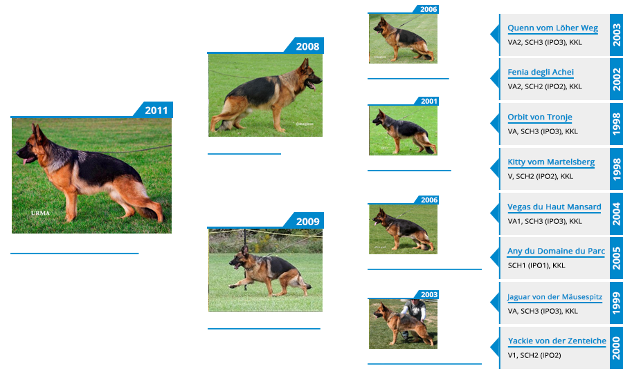 Breeding Female VA2 Tiara vom Mittelwest - Pedigree