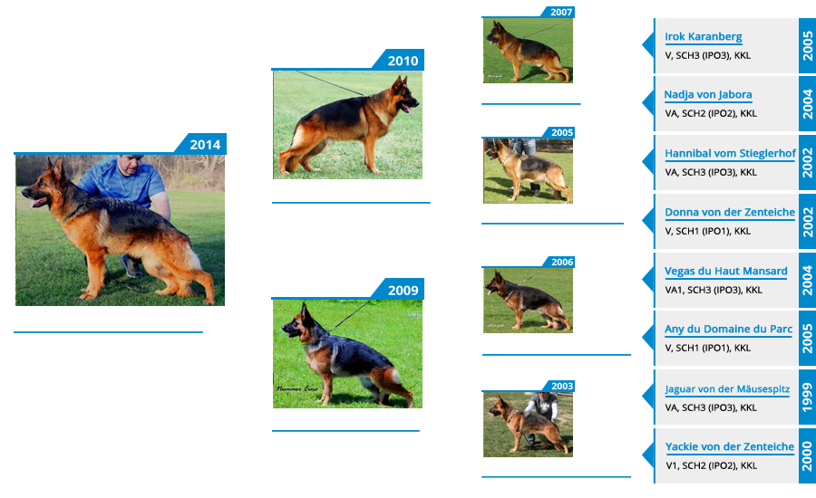 Breeding Females - V1 Brienne vom Mittelwest - Pedigree