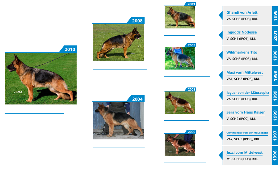 Breeding Females - V Meika vom Mittelwest - Pedigree