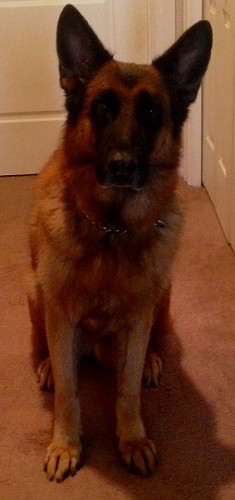 Client Testimonials Of Mittelwest German Shepherds 10 Year Old Male