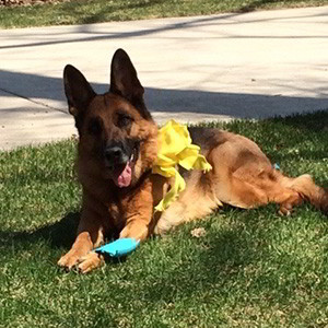 Client Testimonials Of Mittelwest German Shepherds Anne Meagher
