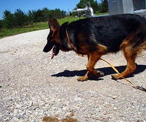 Client Testimonials Of Mittelwest German Shepherds Ava