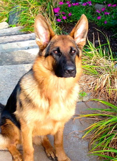 Client Testimonials Of Mittelwest German Shepherds Bendickson Family