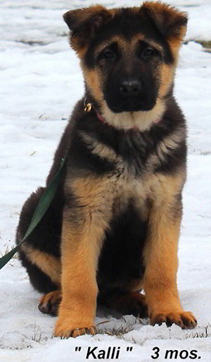 Client Testimonials Of Mittelwest German Shepherds Bethea Family