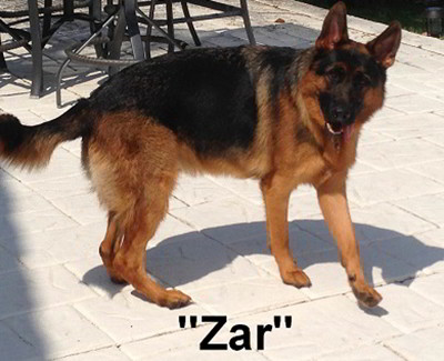 Client Testimonials Of Mittelwest German Shepherds Bill Jilla