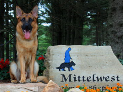 Client Testimonials Of Mittelwest German Shepherds Chris & Axsel