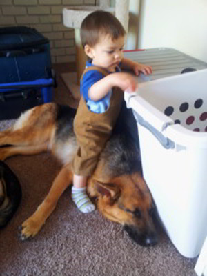 Client Testimonials Of Mittelwest German Shepherds Corina Anariese 1