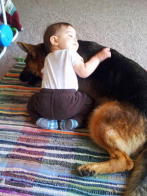 Client Testimonials Of Mittelwest German Shepherds Corina Anariese 2