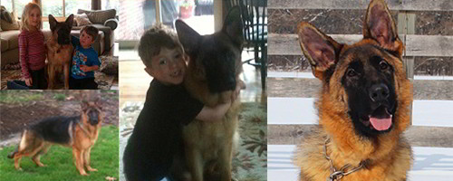 Client Testimonials Of Mittelwest German Shepherds Dave Sousa
