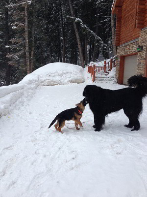 Client Testimonials Of Mittelwest German Shepherds Jean Daily 2