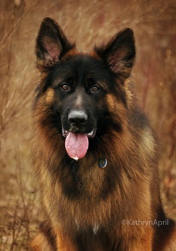 Client Testimonials Of Mittelwest German Shepherds Kathy April