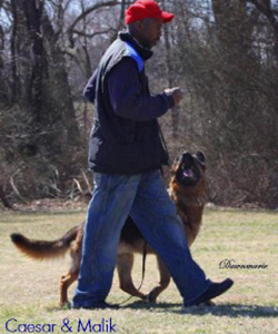 Client Testimonials Of Mittelwest German Shepherds Malik Johnson