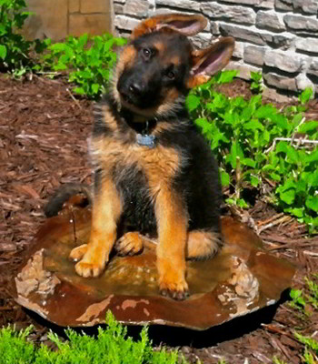 Client Testimonials Of Mittelwest German Shepherds Mimi Bendickson 2