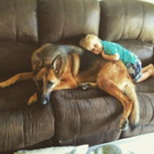Client Testimonials Of Mittelwest German Shepherds Natalie Zizzo