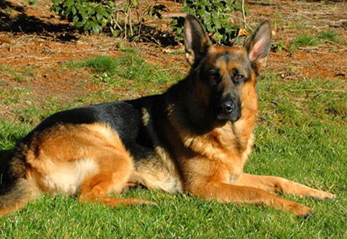 Client Testimonials Of Mittelwest German Shepherds Rick Fitzsimons