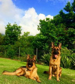 Client Testimonials Of Mittelwest German Shepherds Riak & Xerxes