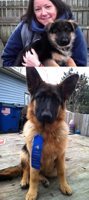Client Testimonials Of Mittelwest German Shepherds Rosa Cantore