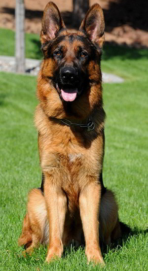 Client Testimonials Of Mittelwest German Shepherds Steve Gong