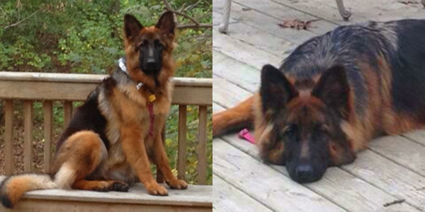 Client Testimonials Of Mittelwest German Shepherds Tina Broidrick