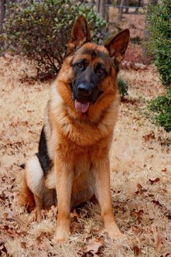 Client Testimonials Of mittelwest German Shepherds Tom Hansen 1