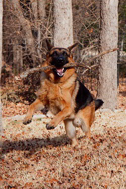 Client Testimonials Of mittelwest German Shepherds Tom Hansen 2