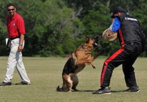 German Shepherd Schutzhund Training At Its Finest