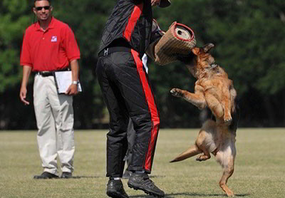 The BEST Schutzhund Training Is At Mittelwest