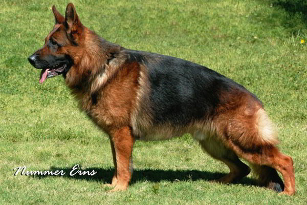 Retired Stud - VA Ingodd’s Albert 1