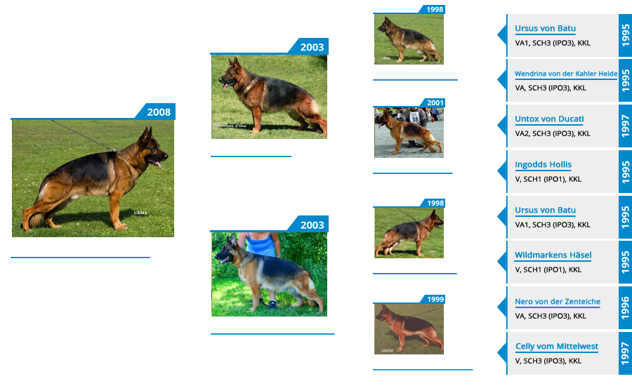 Stud Dog VA1 Odin vom Mittelwest - Pedigree