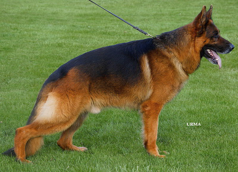 Champion Stud - V Idol Von Der Zenteiche 1