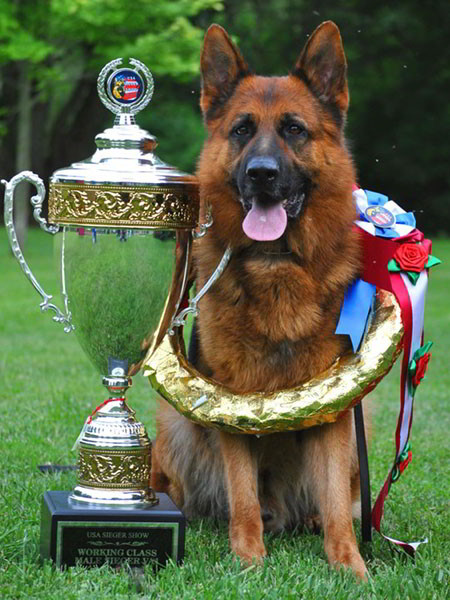 Champion Stud VA1 2010 Sieger Titan vom Mittelwest - Progeny 2