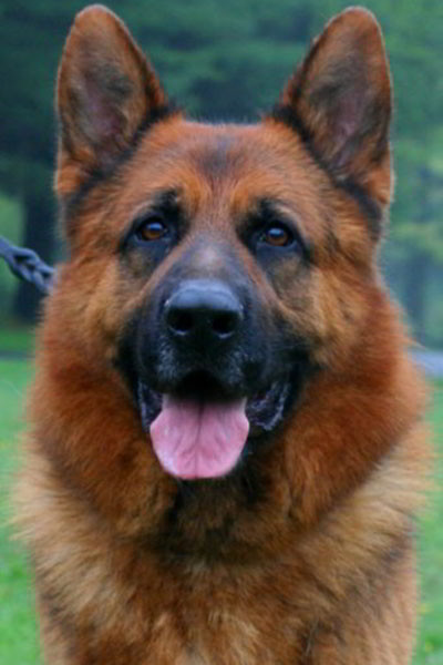 Champion Stud VA1 2010 Sieger Titan vom Mittelwest - Progeny 4