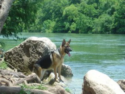 Client Testimonials Of Mittelwest German Shepherds Barbara Doyle Client Testimonials Of Mittelwest German Shepherds Barbara Doyle