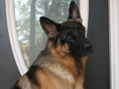 Client Testimonials Of Mittelwest German Shepherds Gary & Kalen 2 Client Testimonials Of Mittelwest German Shepherds Gary & Kalen 2