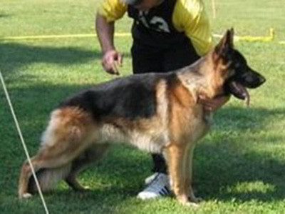 Client Testimonials Of Mittelwest German Shepherds Gary & Kalen Client Testimonials Of Mittelwest German Shepherds Gary & Kalen
