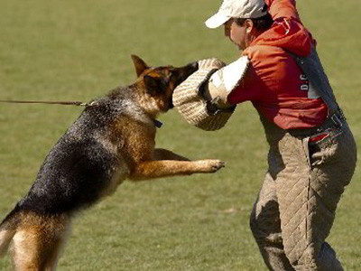 Client Testimonials Of Mittelwest German Shepherds Kelly Grim Client Testimonials Of Mittelwest German Shepherds Kelly Grim